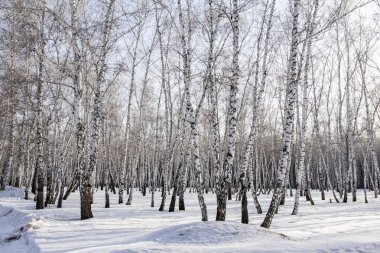 Huş ağacı orman kış manzarası.