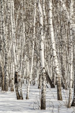 Huş ağacı orman kış manzarası.