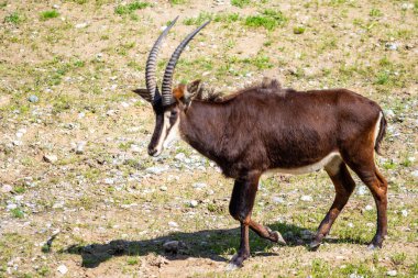 Boynuzları olan Afrika antilop alanında çim yiyor.