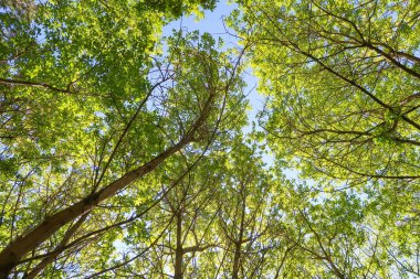 Mavi gökyüzü, bahar doğa karşı aşağıda ağaçlar görünümü yeşil yaprakları.