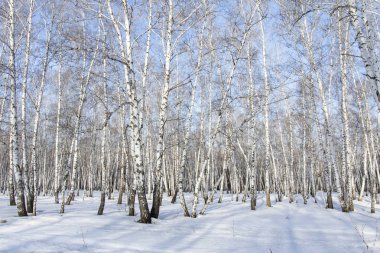 Huş ağacı orman kış manzarası.