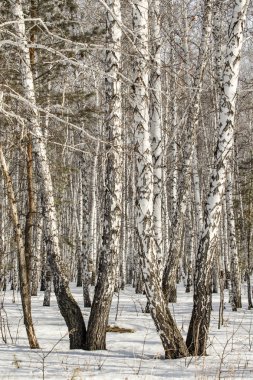 Huş ağacı orman kış manzarası.