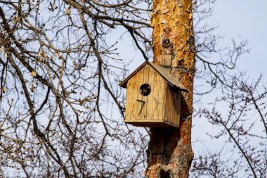 Wooden birdhouse on the tree, spring closeup.