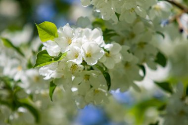 Mavi gökyüzüne karşı elma kiraz beyaz çiçekler. Doğa bahar.