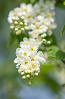 Ağacın yeşil yaprakları beyaz kiraz çiçekler.