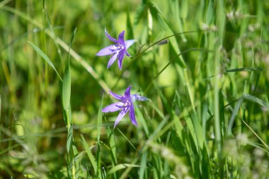 Yeşil çim mavi çiçek Campanula.