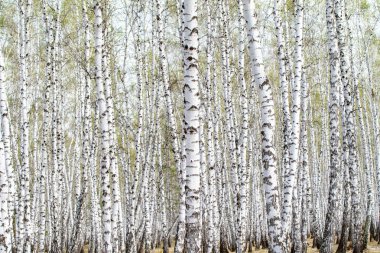 Beyaz huş ağaçları orman arka plan, bahar.