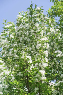 Mavi gökyüzüne karşı elma kiraz beyaz çiçekler. Doğa bahar.