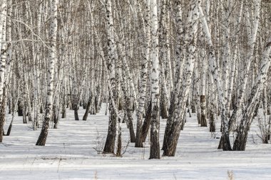 Huş ağacı orman kış manzarası.