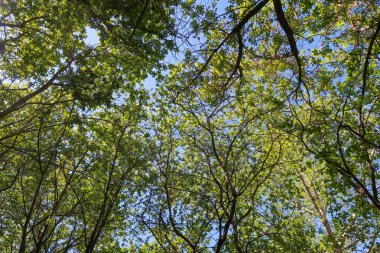 Mavi gökyüzü, bahar doğa karşı aşağıda ağaçlar görünümü yeşil yaprakları.