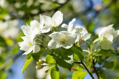 Çiçeklenme elma bahçesi. Elma ağaçları beyaz çiçekler, yeşil yaprakları yakın.