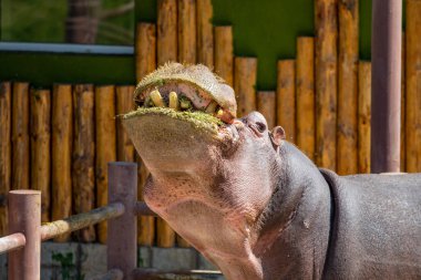 Ot yiyen bir su aygırının portresi