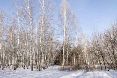 Huş ağacı orman kış manzarası.