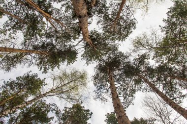 Alt, çam ormanı manzara mavi gökyüzü görünümüne karşı çam ağaçları.
