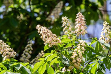Yeşil yeşillik ile beyaz kestane çiçekleri.
