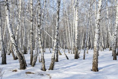 Huş ağacı orman kış manzarası.