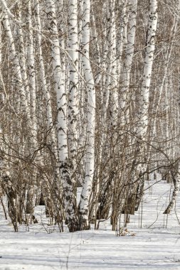 Huş ağacı orman kış manzarası.