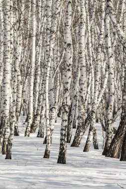 Huş ağacı orman kış manzarası.