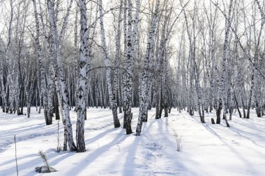 Huş ağacı orman kış manzarası.
