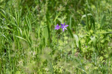 Yeşil çim mavi çiçek Campanula.