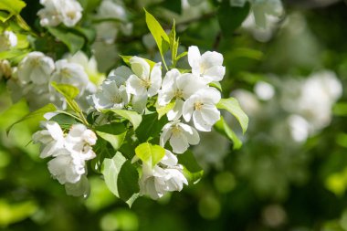 Mavi gökyüzüne karşı elma kiraz beyaz çiçekler. Doğa bahar.