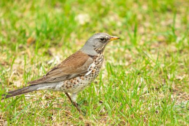 Yeşil çim içinde Song Thrush. Doğa kuşlar WESTA.