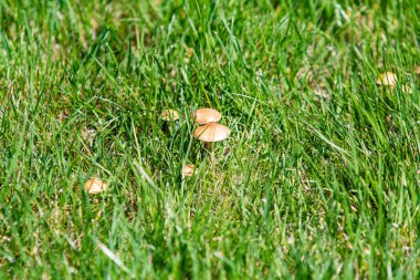 Yeşil çimenlerden mantar görünümü, bahar manzarası.