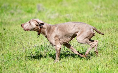 Köpek avcılık, doğa yeşil alan yaz.