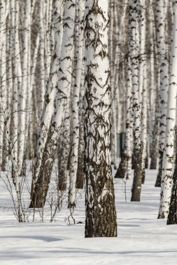 Huş ağacı orman kış manzarası.