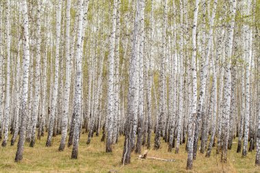 Huş ağaçları orman çim erken bahar orman alan.