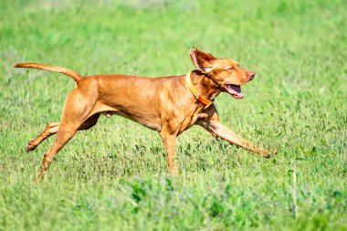 Av kırmızı köpek yeşil çim üzerinde çalışır. Yaz yeşili çayır.