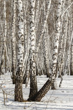 Huş ağacı orman kış manzarası.