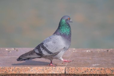 Vahşi gri mavi yakın yukarı, bulanık bir arka planda oturuyor.