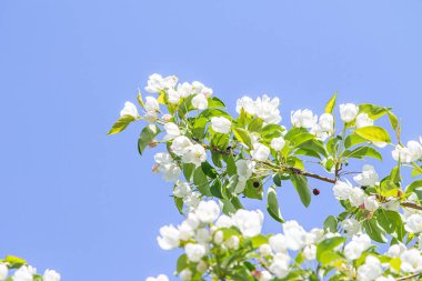 Elma ağacının beyaz çiçekler mavi gökyüzüne karşı ağacın yeşil yaprakları vardır.