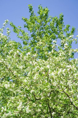 Bahar yeşili bahçe. Elma ağaçları mavi gökyüzüne karşı çiçek açtı.