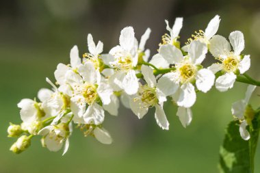 Ağacın yeşil yaprakları beyaz kiraz çiçekler.