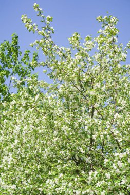 Bahar yeşili bahçe. Elma ağaçları mavi gökyüzüne karşı çiçek açtı.