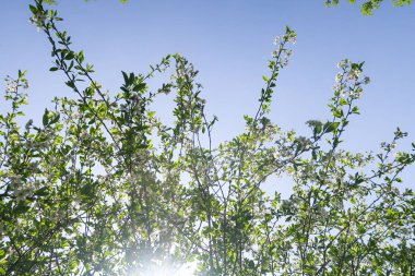 Mavi gökyüzüne karşı elma kiraz beyaz çiçekler. Doğa bahar.