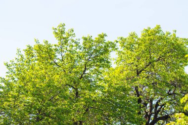 Mavi gökyüzü, yaz manzara karşı yeşil ağaçlar.
