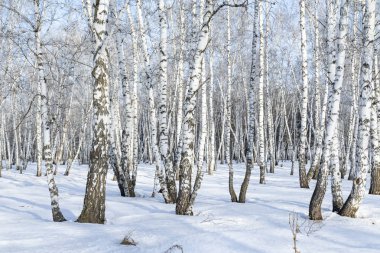 Huş ağacı orman kış manzarası.