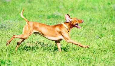 Av kırmızı köpek yeşil çim üzerinde çalışır. Yaz yeşili çayır.