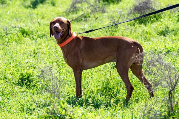 Hond Jagen Natuurgroen Veld Zomer — Stockfoto