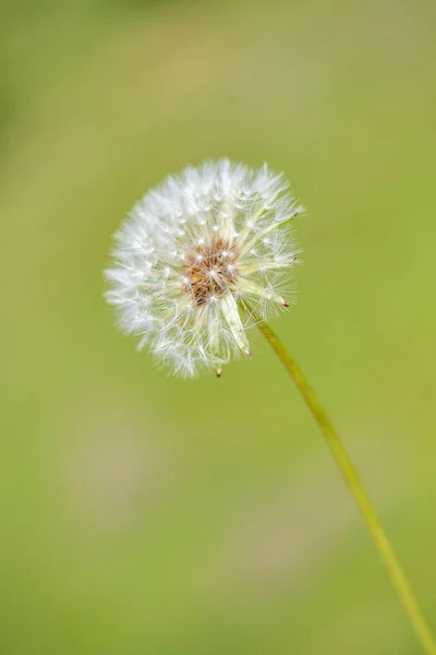 White Fluffy Dandelion Flower Blurred Background — Stock Photo, Image