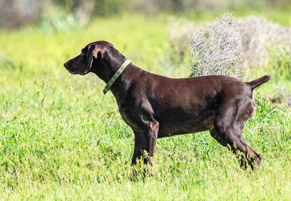 Hund Jakt Natur Grönt Fält Sommar — Stockfoto