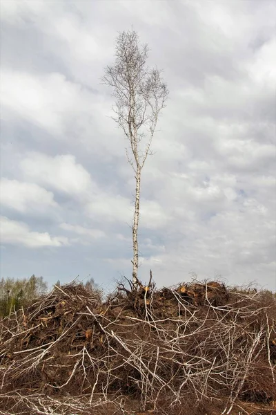 One birch against the background of felled forest, clouds in the sky. The destruction of nature ecology.