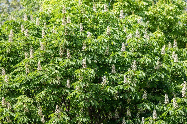 Flores Castañas Blancas Con Follaje Verde — Foto de Stock