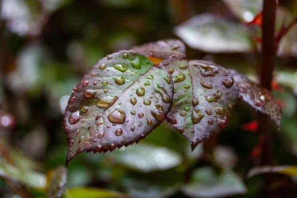 Dešťové Kapky Listech Růže Zeleného Červeného Listu — Stock fotografie