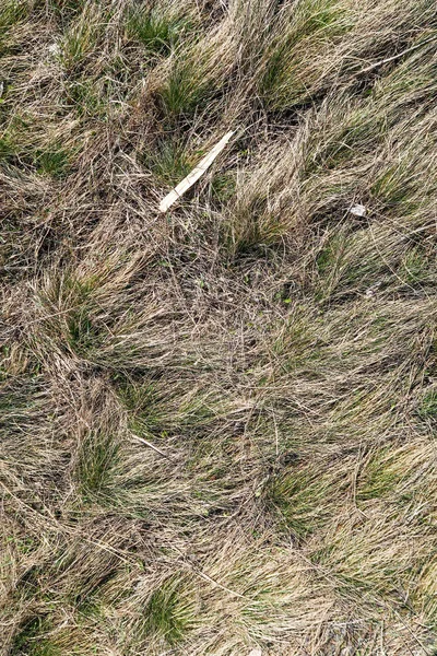 Dry Grass Spring Landscape Background — Stock Photo, Image