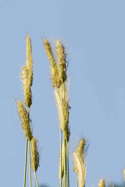 野麦在蓝天上的尖刺 — 图库照片