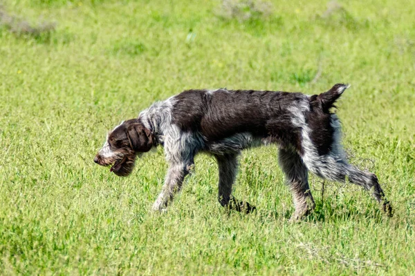 Köpek avcılık, doğa yeşil alan yaz.